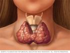 Заболевания щитовидной железы: диагностика и лечение